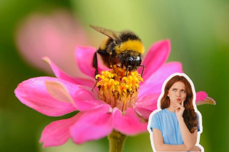 Bienen in
